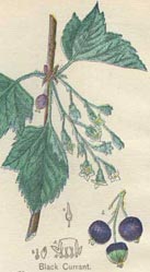 Los medicamentos para hemorroides pueden a veces contener ingredientes para la cura de las hemorroides, ademas de ingredientes para el rapido alivio de los sintomas.  Al hacer esto te permite disfrutar nuevamente de tu vida, mientras el proceso de sanar se esta llevando a cabo.