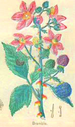 Bramble and other dark colored fruits, such as bilberry, also help cure hemorrhoids by strengthening and rebuilding vein walls, hence they may be included in hemorrhoid medications and medicines