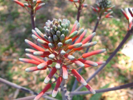 aloe-vera-flower