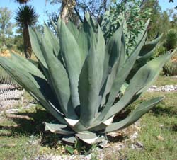 aloe vera plant