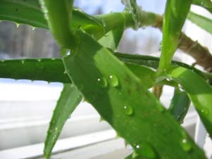 Another type of aloe vera plant