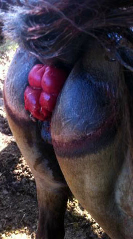 Horse with hemorrhoids showing and was diagnosed by a vet.