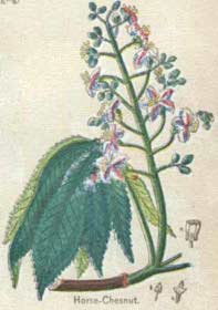 Horse-chestnuts are an old cure for hemorrhoids that may be included in hemorrhoid medications and medicines