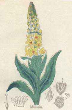 The Mullein plant is used as a hemroid herbal remedy for pain relief