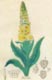 Mullien, a herb, as seen here,  is great treatment for hemroids